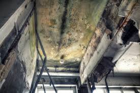 Best Black Mold Removal  in Delhi, CA